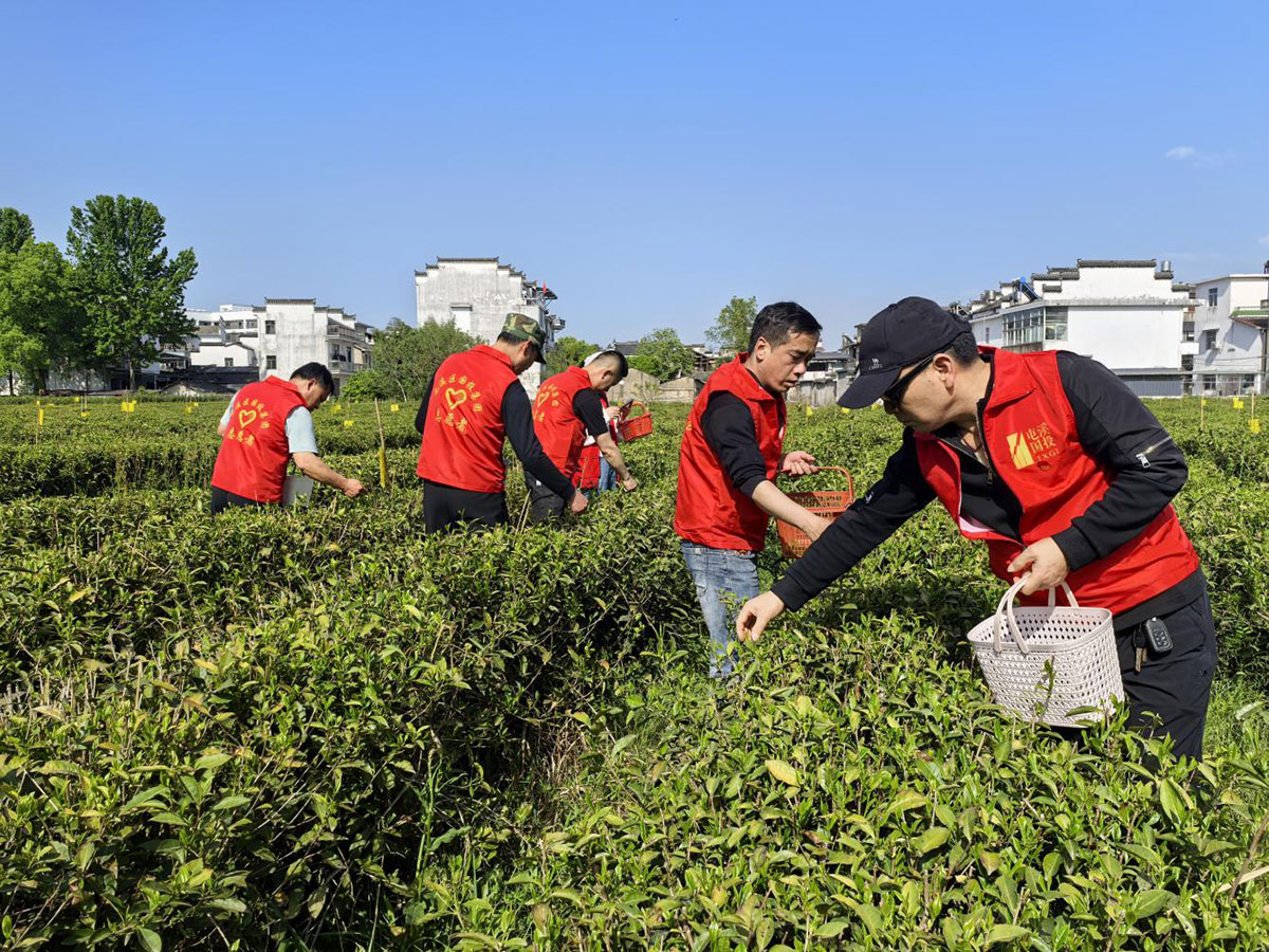 昱城產(chǎn)投公司黨支部開(kāi)展“茶香潤(rùn)初心，黨旗映茶園”主題黨日活動(dòng)
