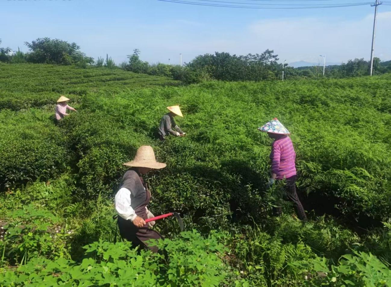 屯溪實(shí)驗(yàn)茶場加強(qiáng)夏季茶園管護(hù) 賦能茶產(chǎn)業(yè)提質(zhì)增效
