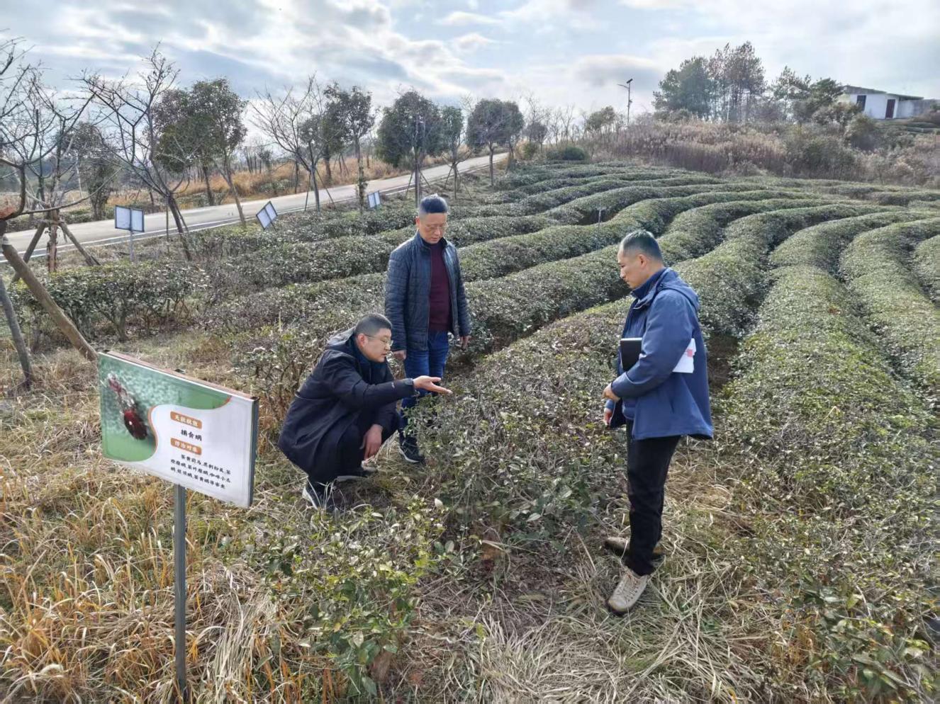 茶葉專家獻(xiàn)良策出實招 助力茶園管理提質(zhì)增效