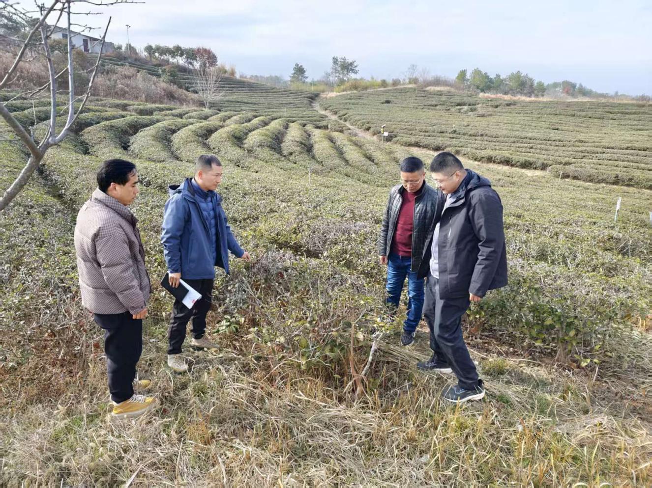 茶葉專家獻(xiàn)良策出實招 助力茶園管理提質(zhì)增效