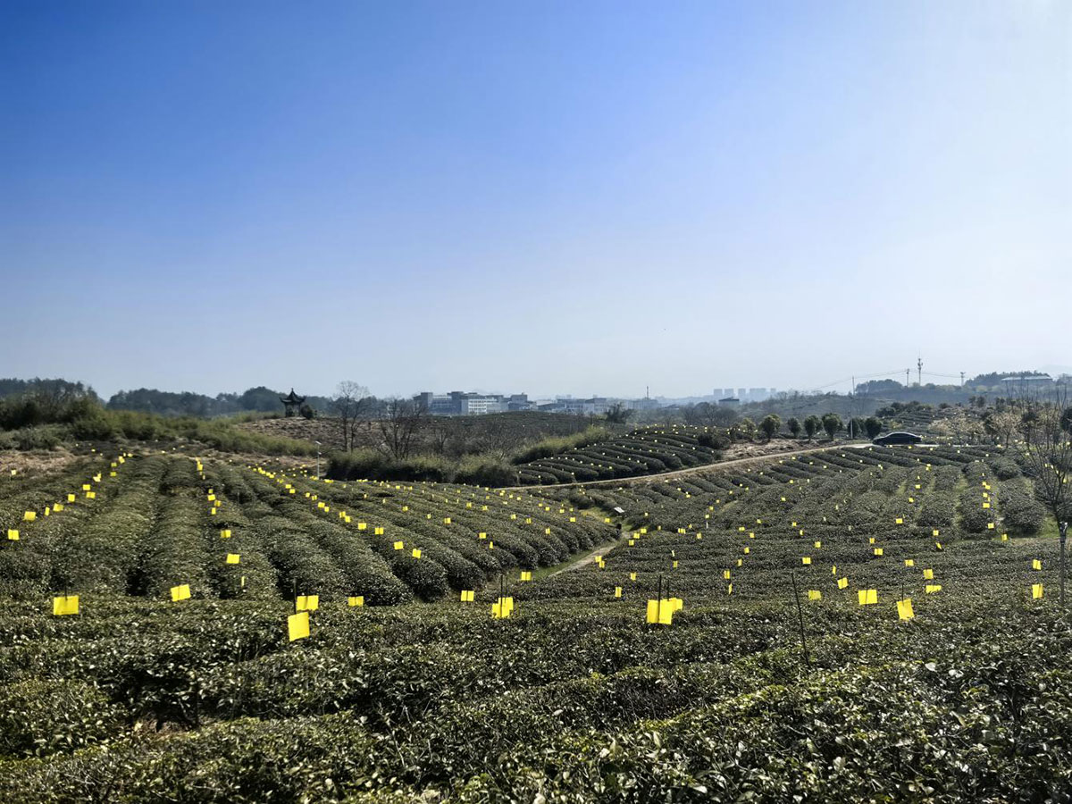 屯溪實(shí)驗(yàn)茶場(chǎng)：插放粘蟲(chóng)黃板 護(hù)航綠色茶園