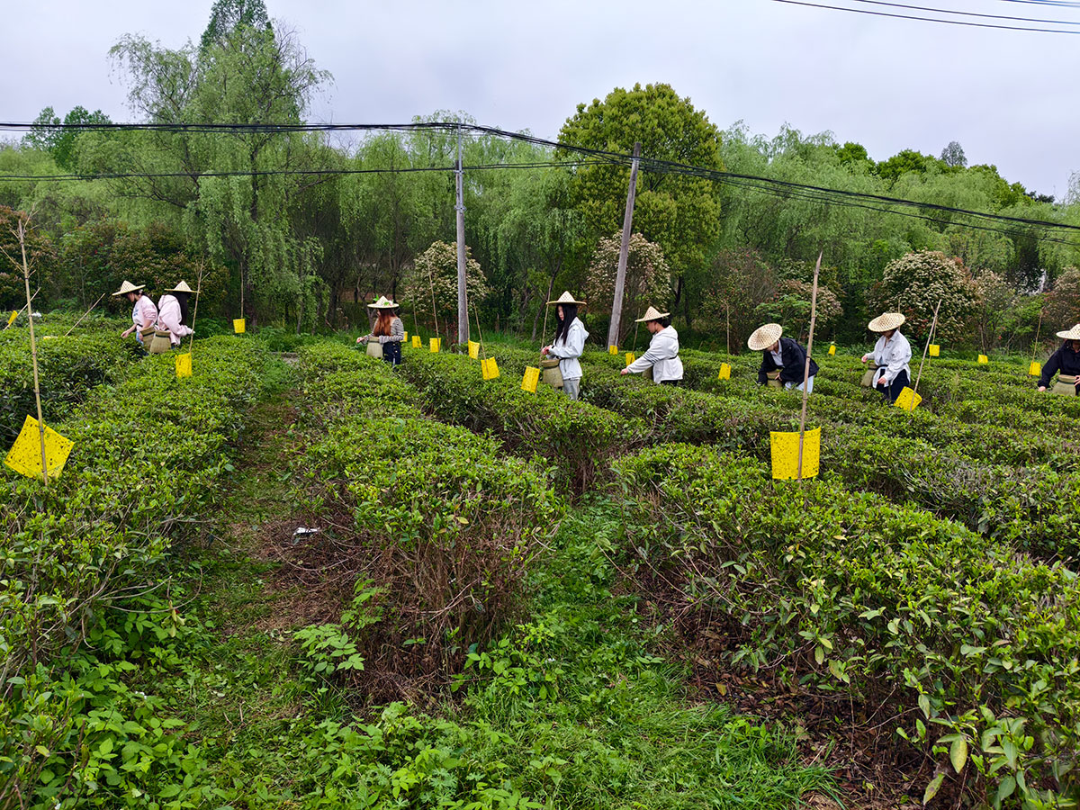 知行共踐 產(chǎn)教融合-黃山職業(yè)技術(shù)學院學生走進實驗茶場開展制茶實踐活動